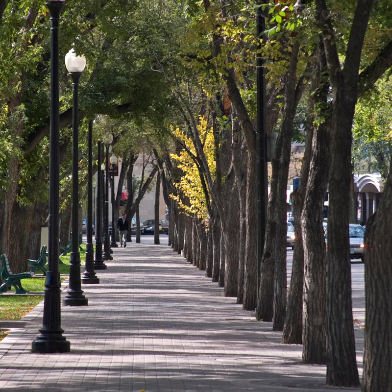 Sidewalk lined with trees and lampposts. 