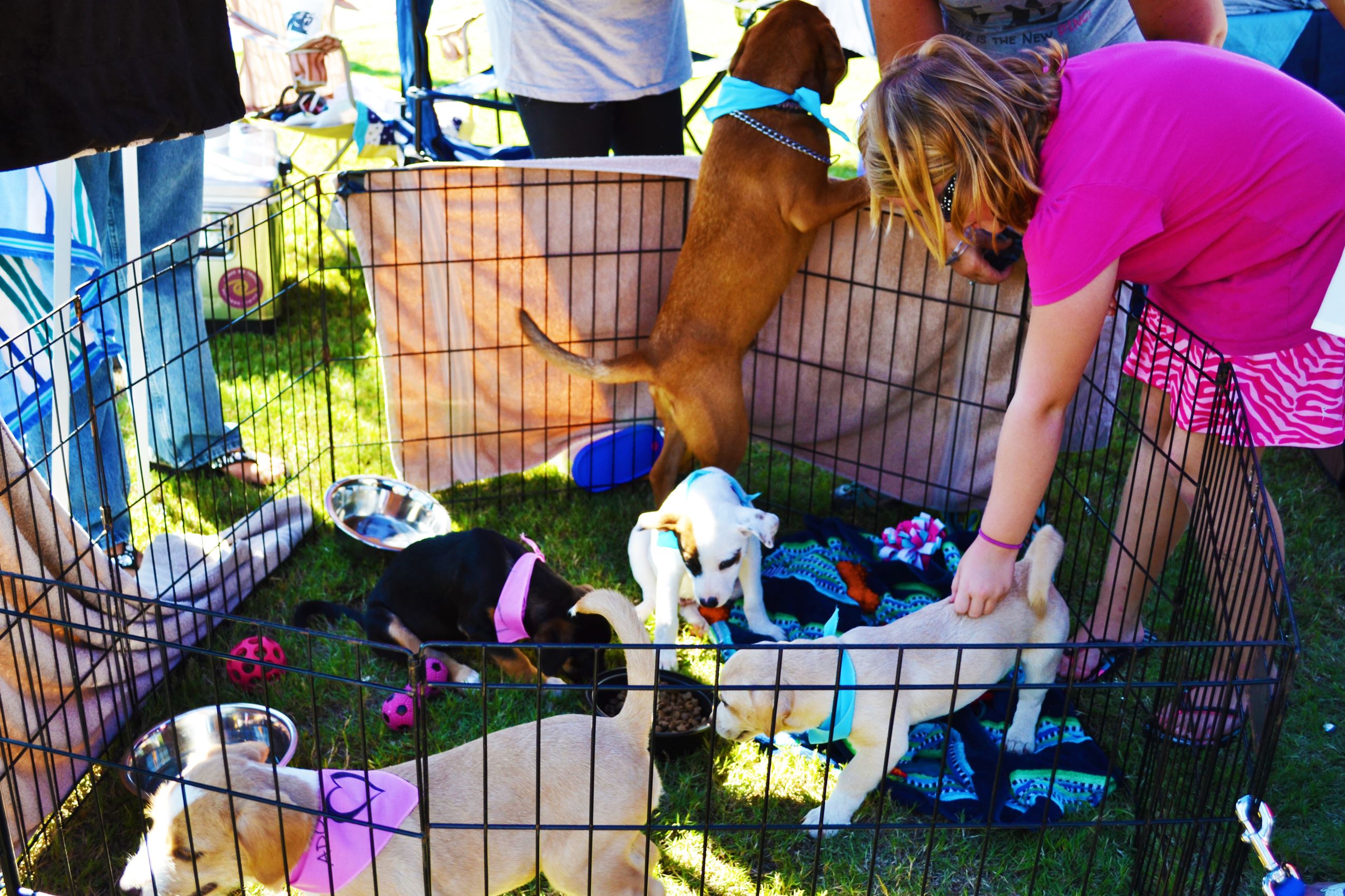 Puppies up for adoption