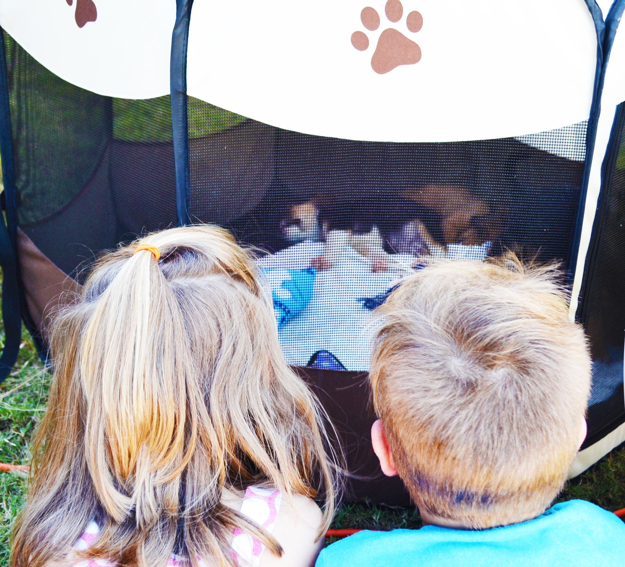 Kids look at puppies